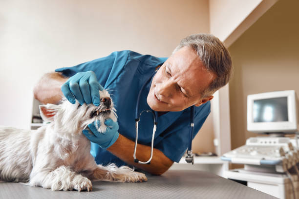 Best Emergency Dental Surgery in Mountain Iron, MN